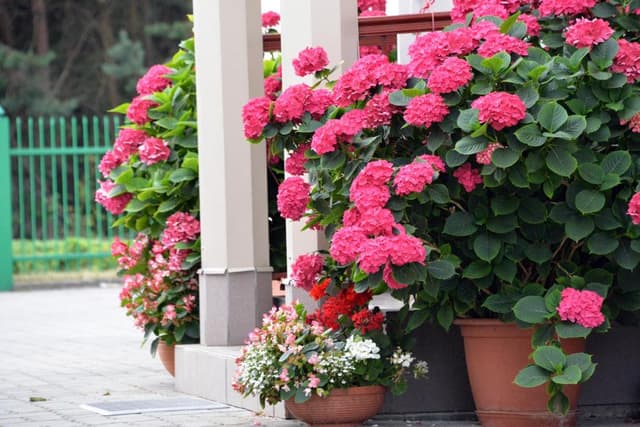 Dviejų kambarių apartamentai „Montika“ Jūsų poilsiui Palangoje